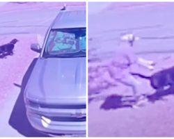 Senior Citizen Foils Thief’s Attempt To Steal Her Dog In Broad Daylight