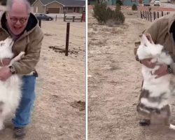 Deaf, Blind Dog Immediately Recognizes Her Grandpa After Not Seeing Him For A Year