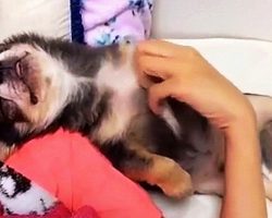 Senior Dog Climbs Into Mom’s Bed Each Night & Keeps Pestering Her For Cuddles