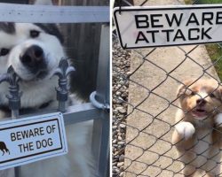27 “Vicious” Dogs That Make The “Beware Of Dog” Sign Completely Useless