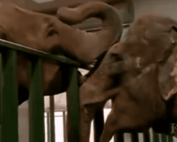 Two Elephants Who Bonded At A Circus Reunited After More Than 20 Years