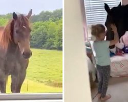 Little Girl Sneaks Horse Back Into Her Bedroom To Have A Party