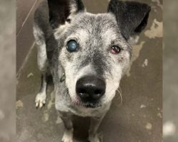 19-Year-Old Dog Given Up Near The End Of His Life Gets A Forever Home