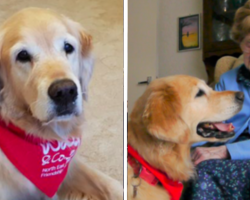 Elderly Are Aided by Pringle the Friendship Dog With A Promise to End Loneliness