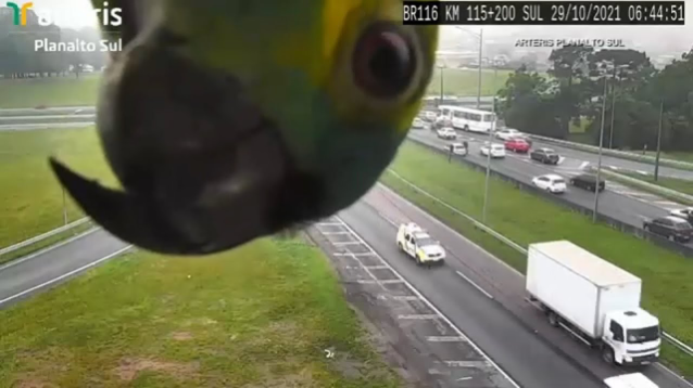 Parrot Hilariously Keeps Checking In From Highway Traffic Camera