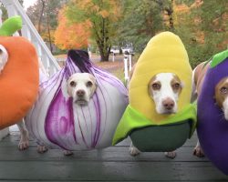 Trick-Or-Treating Dogs Scheme Up Plan To Get All The Candy