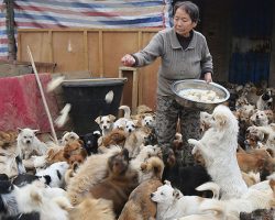 Elderly Chinese Women Wake Up At 4AM Every Day To Care For 1,300 Strays￼
