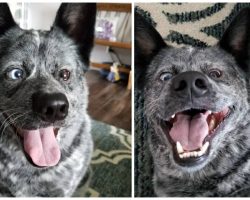Dog missing parts of brain is saved from being put down – now there is a sad update