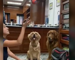 Dogs Have Absolutely Hilarious Reaction To Ball Trick