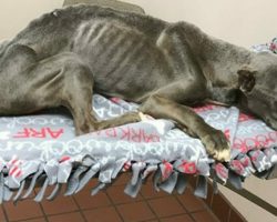 Maintenance worker finds starving dog and rushes to help: when vet lifts its paw, tears flow