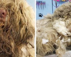 Groomer opens up in the middle of the night – makes ‘hairball’ unrecognizable in 3 hours