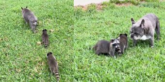 Adorable baby raccoons look up to French bulldog as their dad in viral video