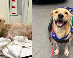 Injured stray dog dragged himself to safety after being hit by car — now he’s looking for a home