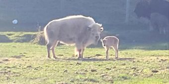 Extremely rare, one-in-10-million white bison born in Wyoming state park
