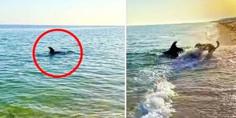 Dolphin Swims Close To Shore And Plays With Dog