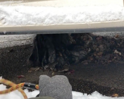 Dog Found ‘Frozen to the Ground’ Is Unrecognizable After Shedding 6 Pounds of Matted Fur