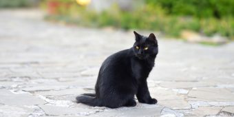 Heroic cat fights off two coyotes to save family dog from attack — watch the video
