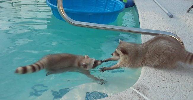 Raccoon Gets Adorably Nervous When His Brother Goes For A Swim In The Pool