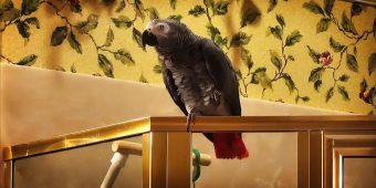 This Parrot Knows and Sings Every Word Of ‘Who Let The Dogs Out’
