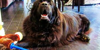 Guilty Newfoundland Ate A Cupcake, Gets Defensive When Mom Brings Up The Topic