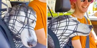 Stubborn Husky Tries Her Hardest To Sit In The Front Seat