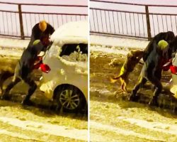 Super Dog Gives Final Push To Car Stuck In Snow