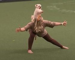 Tiny Dog Impresses Crowd by Becoming Lion King of Crufts