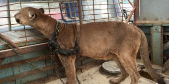 Circus puma lived in old pickup truck for 20 years: Just watch his reaction when he’s rescued!