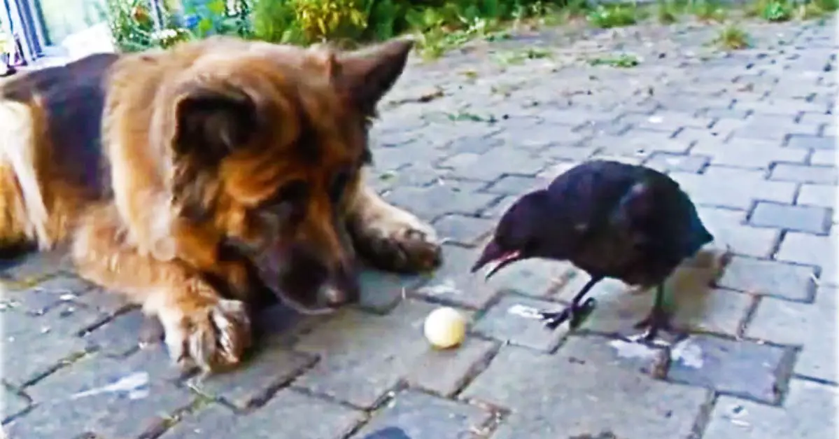 Dog And Crow Play Fetch Together