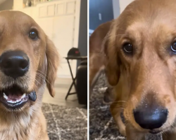 Funny Dog Says “Nuh Uh” to Mom’s Question