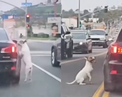 Dog runs after car that dumped him, not realizing he’s been abandoned