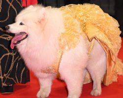 Felicity was saved from the dog meat trade in China — now she’s walking the red carpet at Cannes