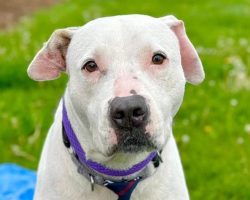 Dog left “traumatized” after being abandoned and tied to dumpster — now looking for a home
