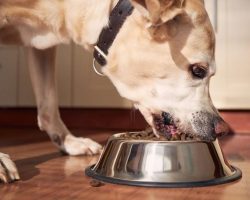 Dog food sold at Walmart recalled for containing “loose metal pieces”