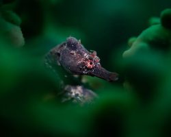 Winners of Underwater Photographer of the Year Evoke Life In The Seas with Spectacular Images
