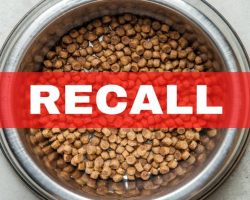 Dog Food Recalled Over Metal Contamination Fears