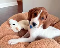 Woman takes sick dog to be euthanized — is shocked to see him up for adoption a year later
