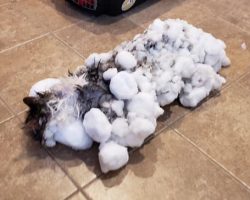 Frozen Cat Revived By Vets After She Is Found Buried In Snow Bank