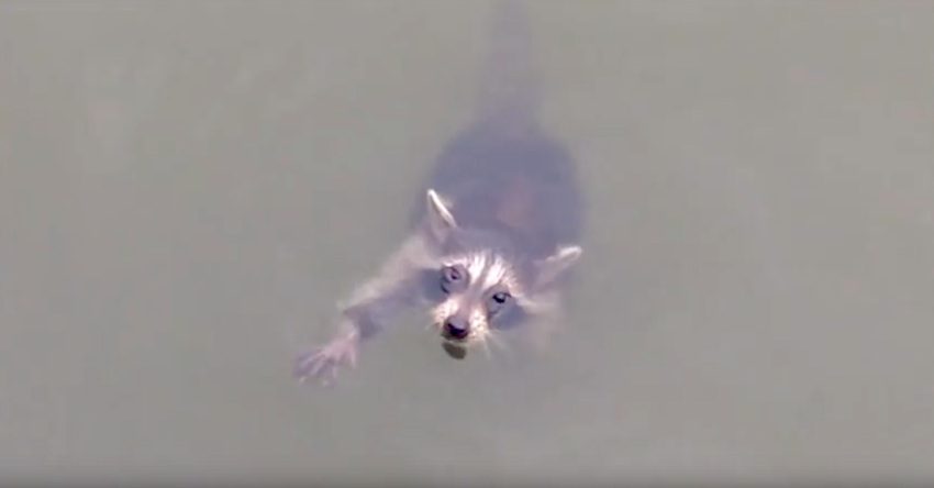 Boaters Heard Baby Raccoon’s Cries And Searched For Hours To Rescue Him