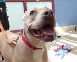 Shelter’s longest resident was shy and scared around humans — then family visits 15 times to gain her trust