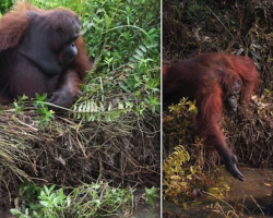 Orangutan reaches out a hand to help man stuck in mud