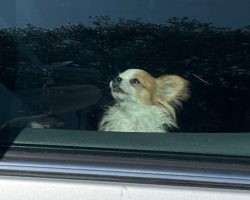 Little dog was left in “dangerously hot” car on 90-degree day — firefighter saves her life