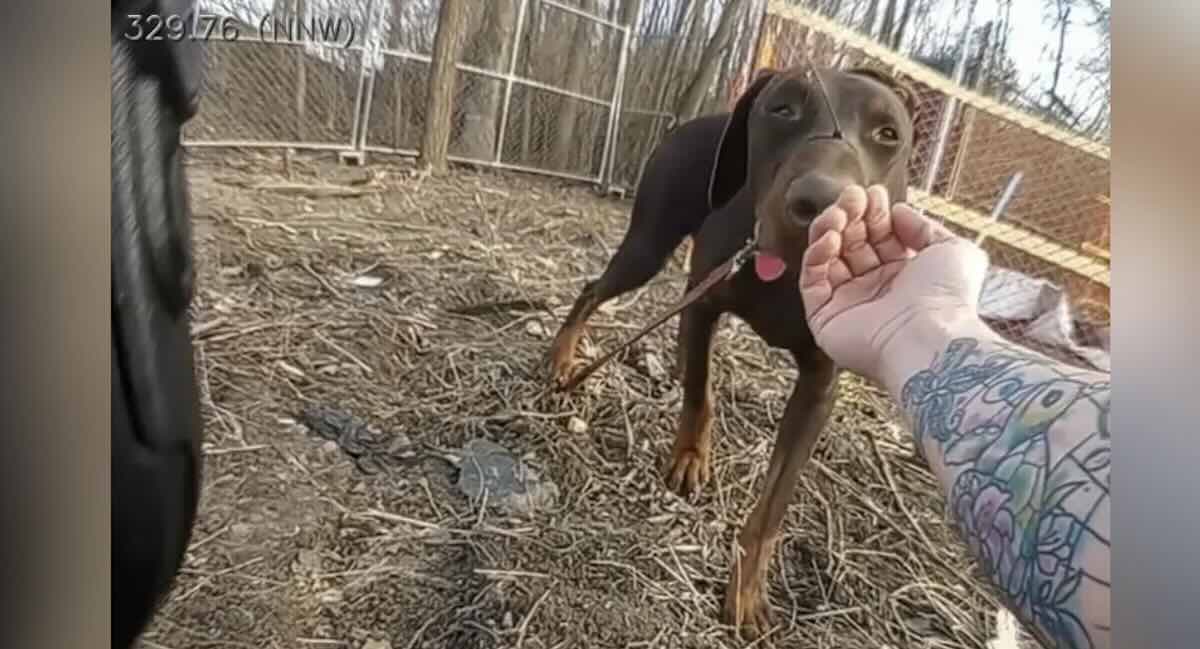 Police Officer Responds to Help Scared Dog on The Loose Then Notices His Mouth