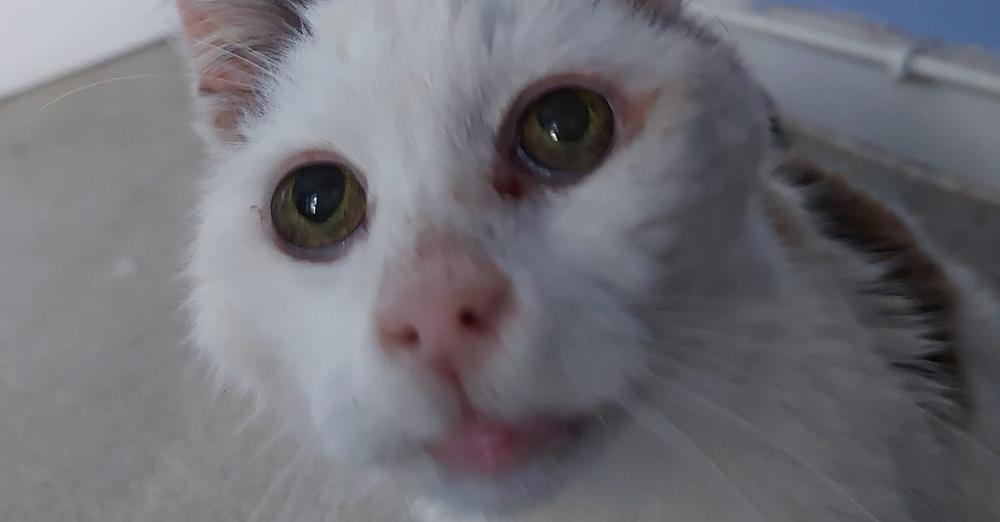 Owner stunned after reuniting with missing cat after 12 years: “It didn’t feel real”