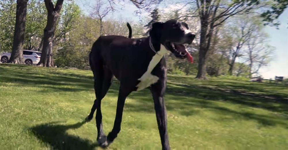 Kevin, world’s tallest dog, dies at 3 just days after breaking record: “He was just the best giant boy”