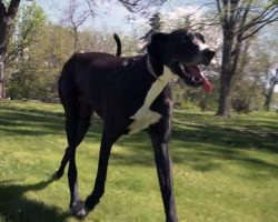 “Gentle giant” Great Dane sets Guinness World Record as tallest living dog