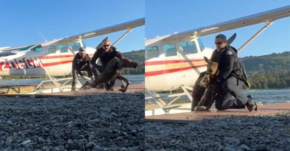 Officers, bystander save moose calf from “certain demise” after falling into lake