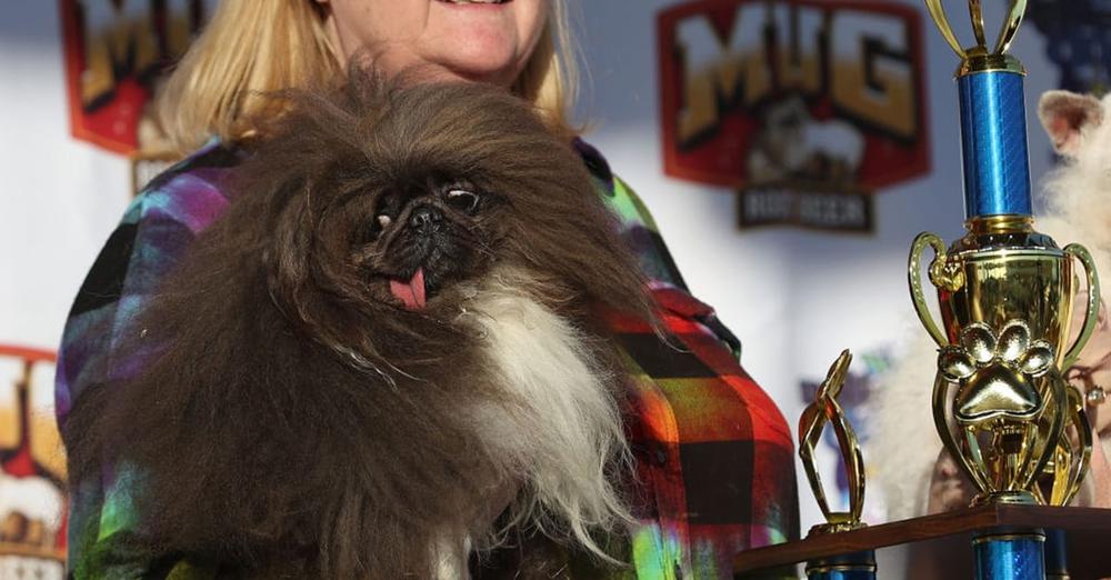 Unique-looking Pekingese named Wild Thang triumphs in 2024 “World’s Ugliest Dog” contest