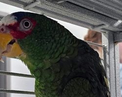 “Foul-mouthed” parrot who loves to swear up for adoption