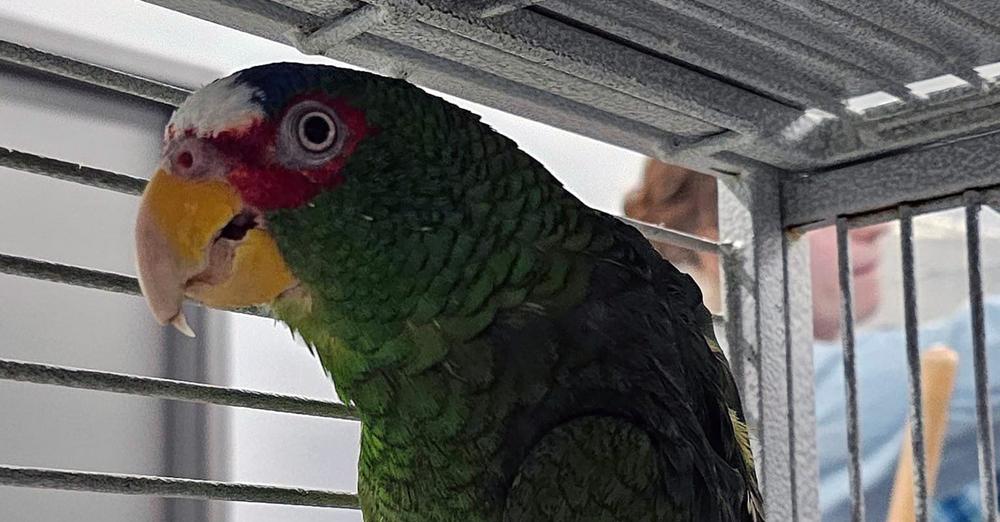 “Foul-mouthed” parrot who loves to swear up for adoption